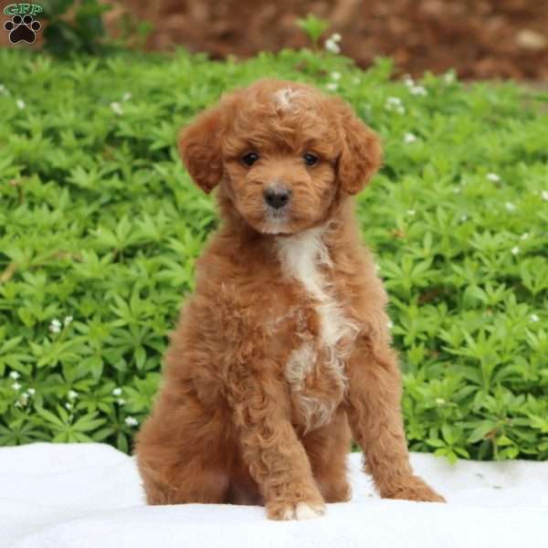 Copy of Copy of Copy of Skye, Mini Goldendoodle Puppy